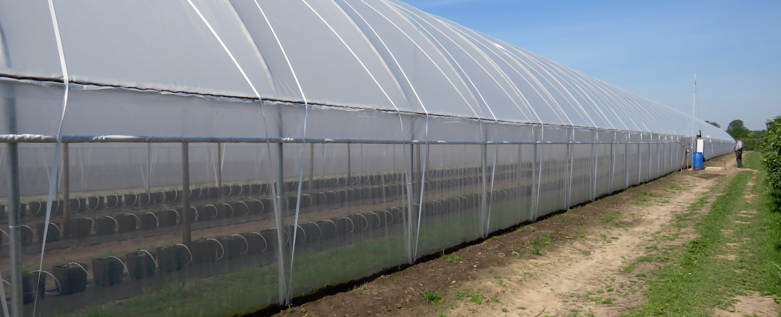 Haygrove Polythene 